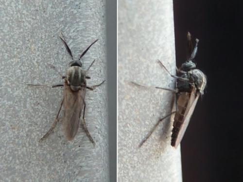 Dasyhelea sp.